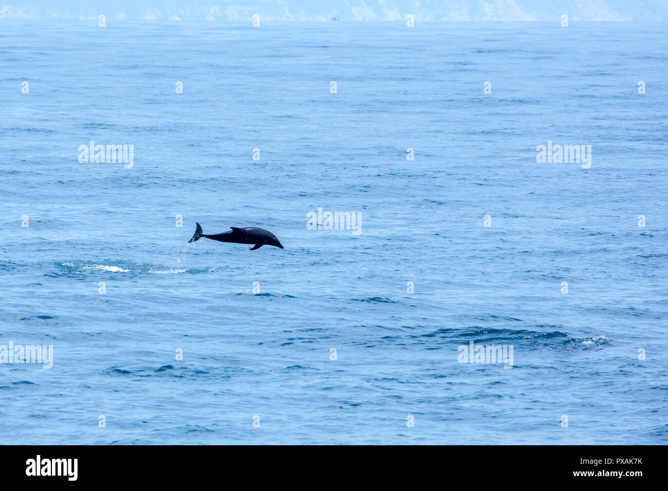 Spinner Dolphin (Stenella longirostris) jumping off the east coast of Taiwan Stock Photo