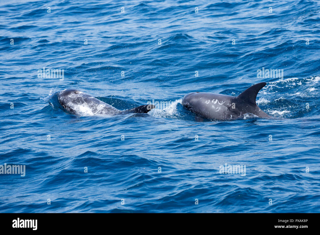 Risso's Dolphins (Grampus griseus), usually occur in a small pod, found off the east coast of Taiwan Stock Photo