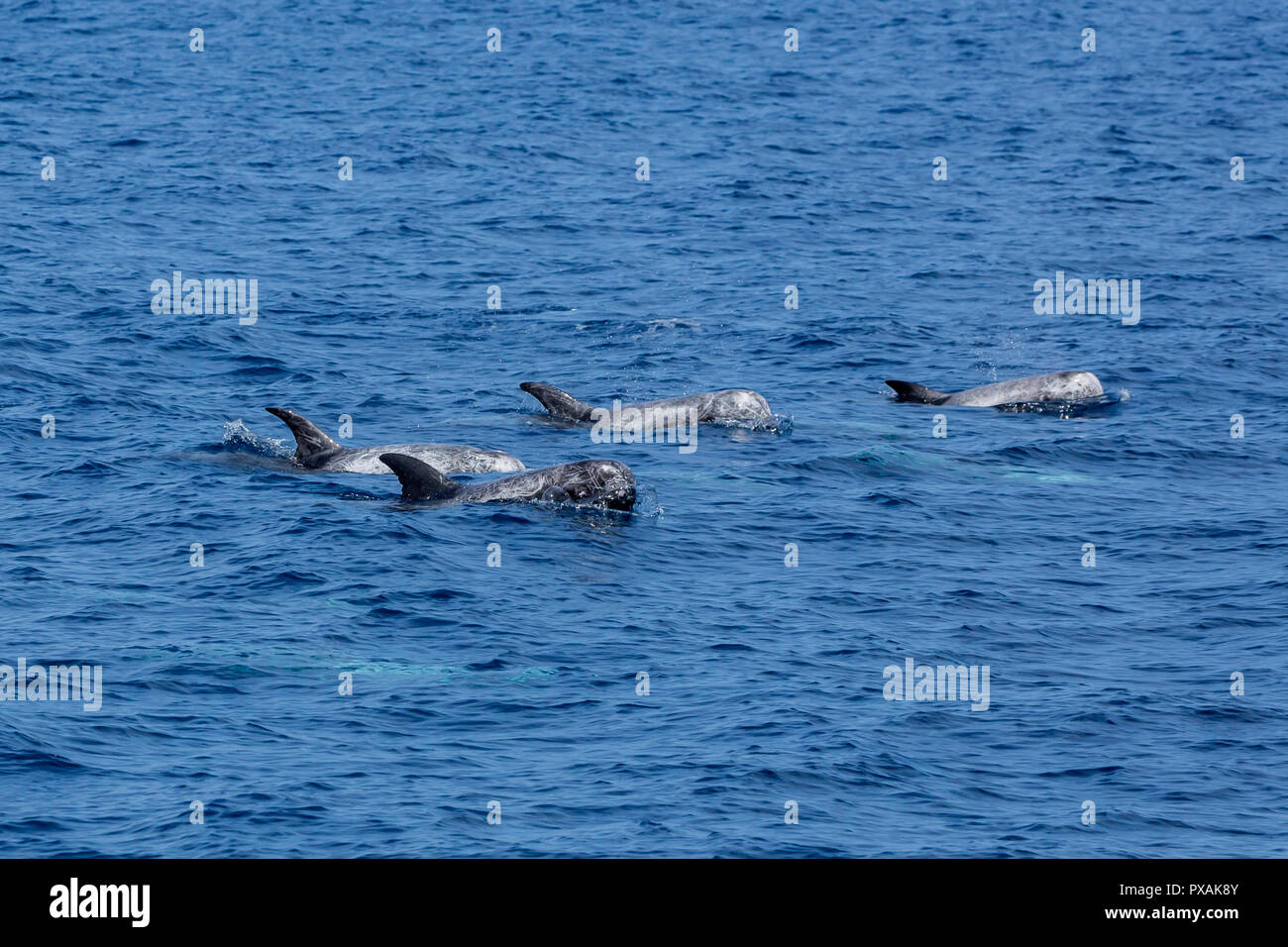 Risso's Dolphins (Grampus griseus), usually occur in a small pod, found off the east coast of Taiwan Stock Photo