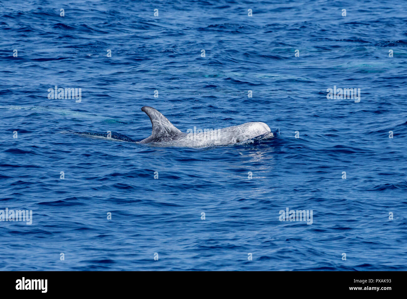 Risso's Dolphins (Grampus griseus), usually occur in a small pod, found off the east coast of Taiwan Stock Photo