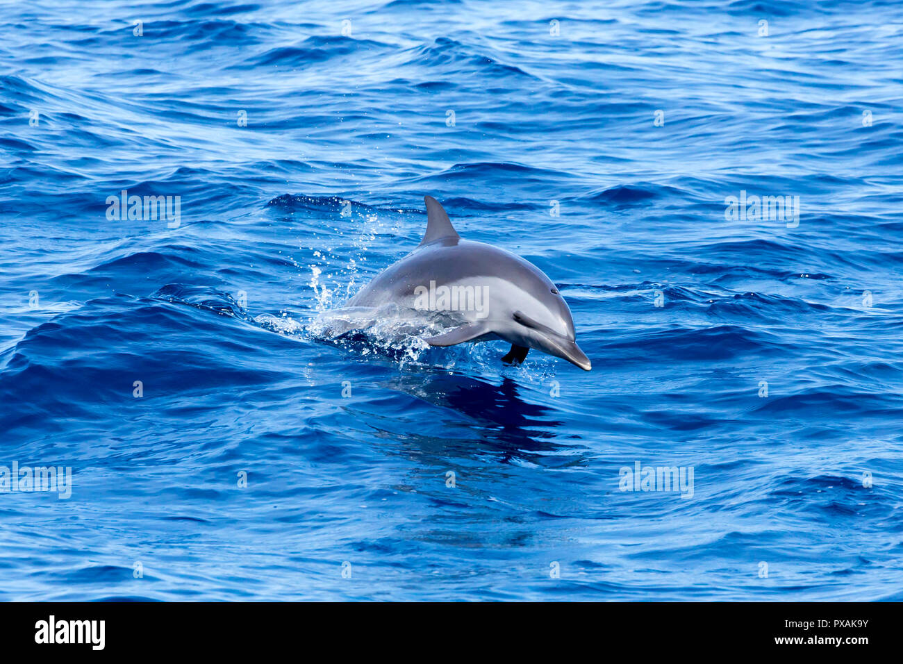 Pantropical Spotted Dolphin (Stenella attenuata) jumping off the east coast of Taiwan Stock Photo