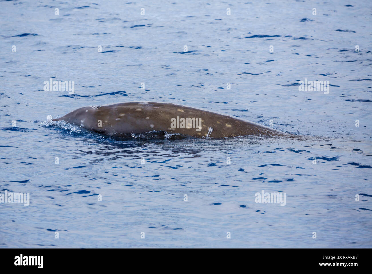 Cuvier's Beaked Whale or the goose-beaked whale (Ziphius cavirostris ...