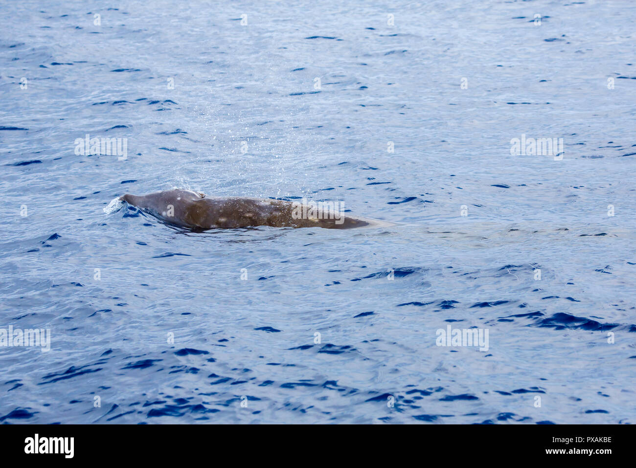 Cuvier's Beaked Whale or the goose-beaked whale (Ziphius cavirostris ...