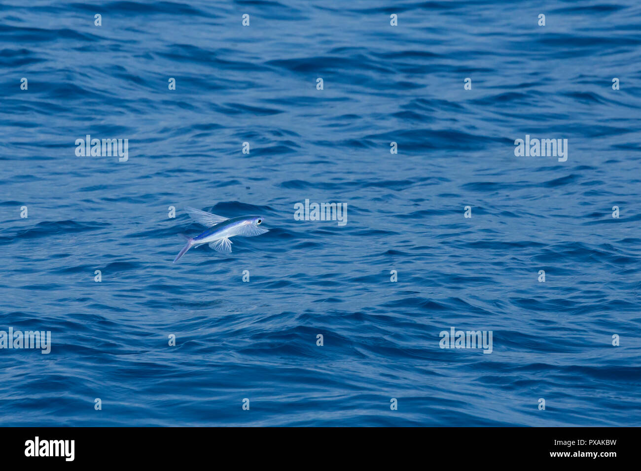 Flying Fish in the tropical waters of Taiwan, off Hualien, in the Pacific Ocean Stock Photo