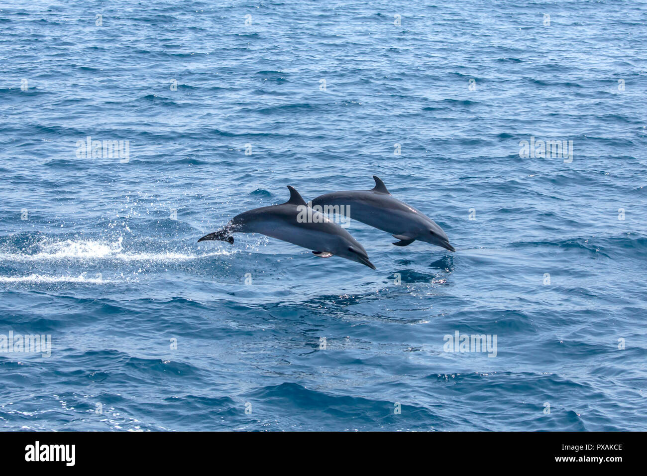 Pantropical Spotted Dolphin (Stenella attenuata) jumping off the east coast of Taiwan Stock Photo