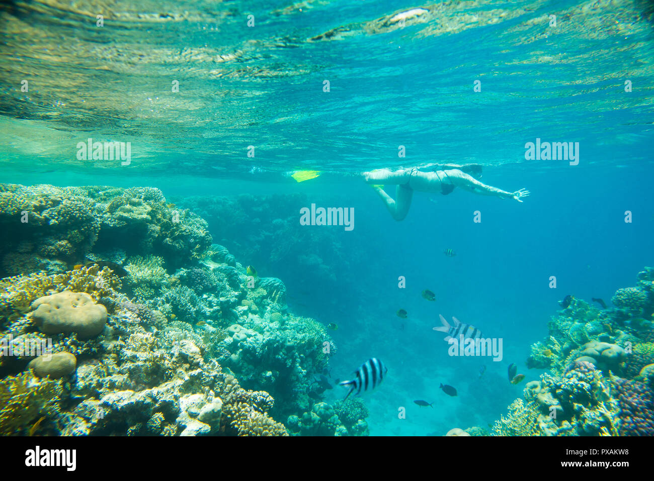 coral reef  in red sea  Stock Photo