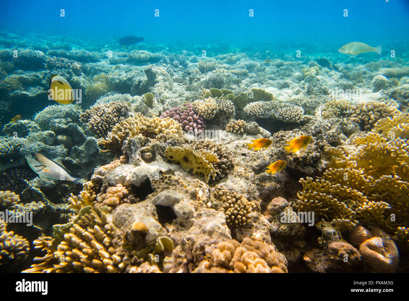 coral reef of the  sea  Stock Photo