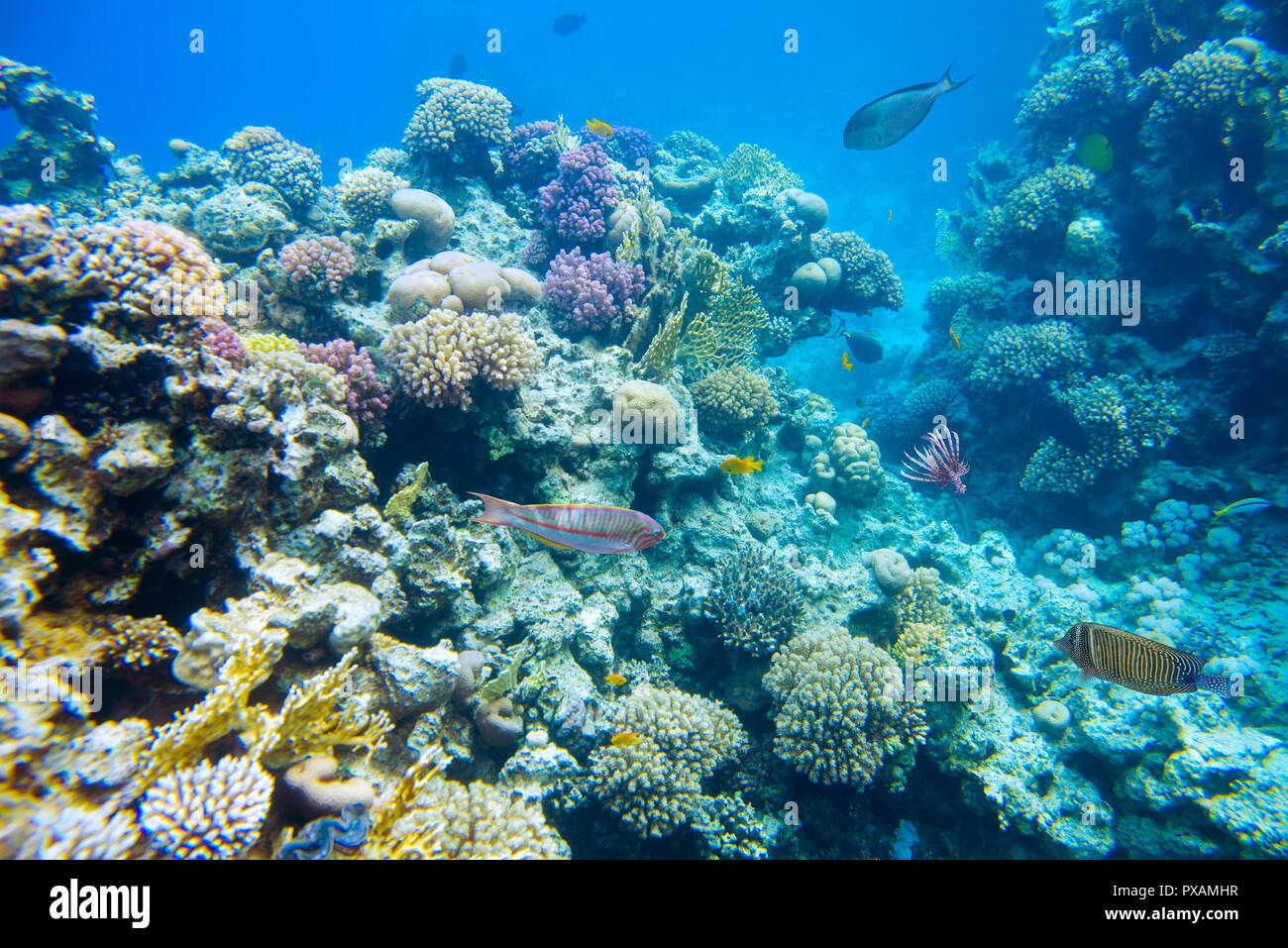 coral reef with fish of the red sea  Stock Photo