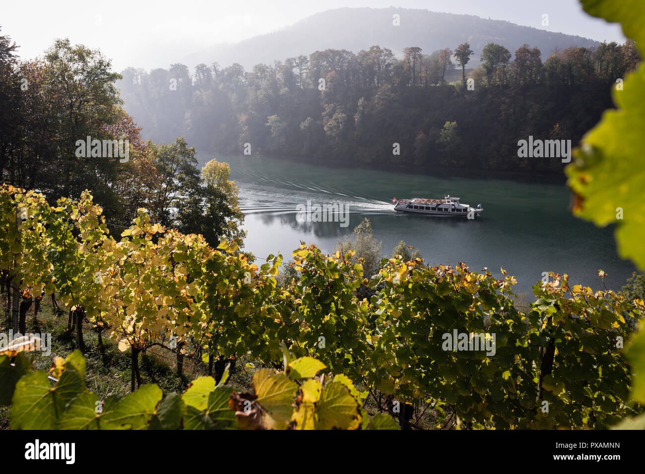 Vineyard on the Rhine river, Eglisau, Canton of Zurich, Switzerland. Stock Photo