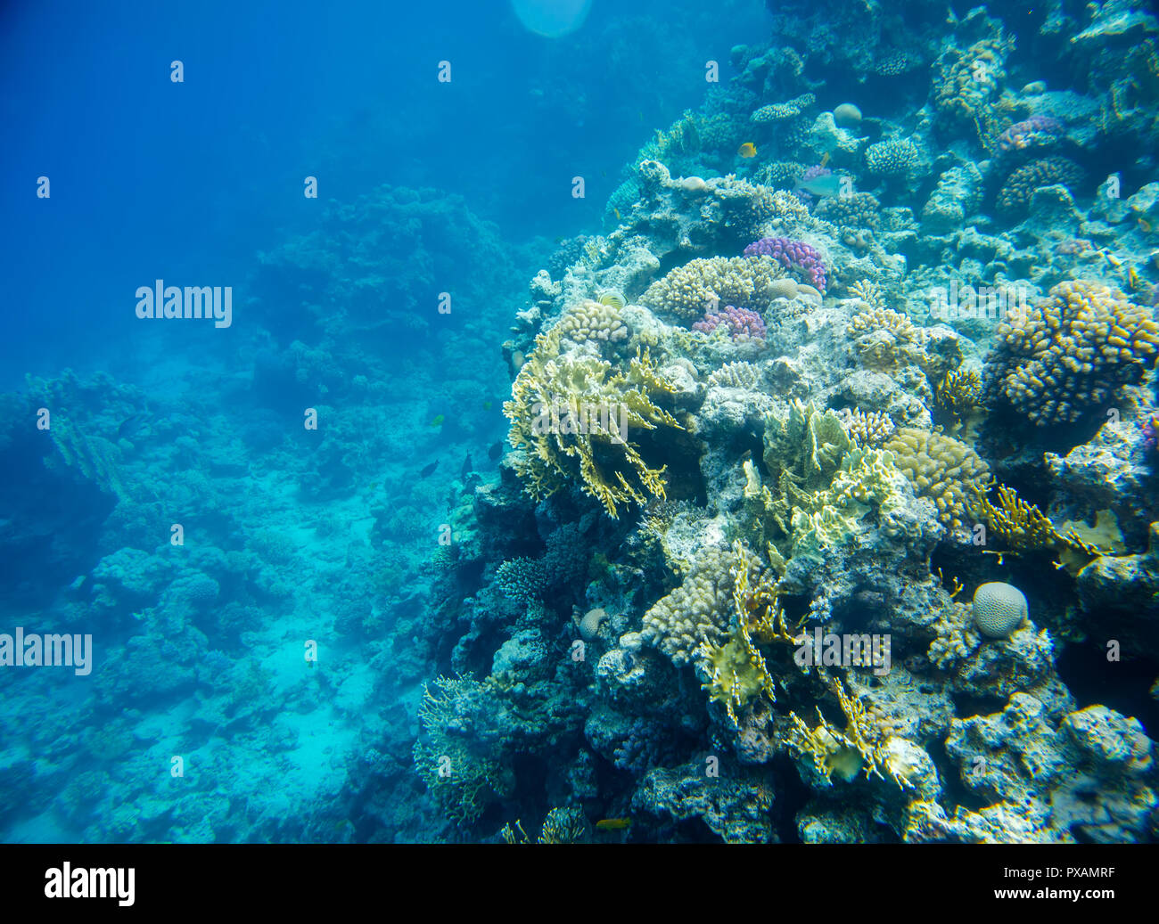 coral reef with fish of the red sea  Stock Photo