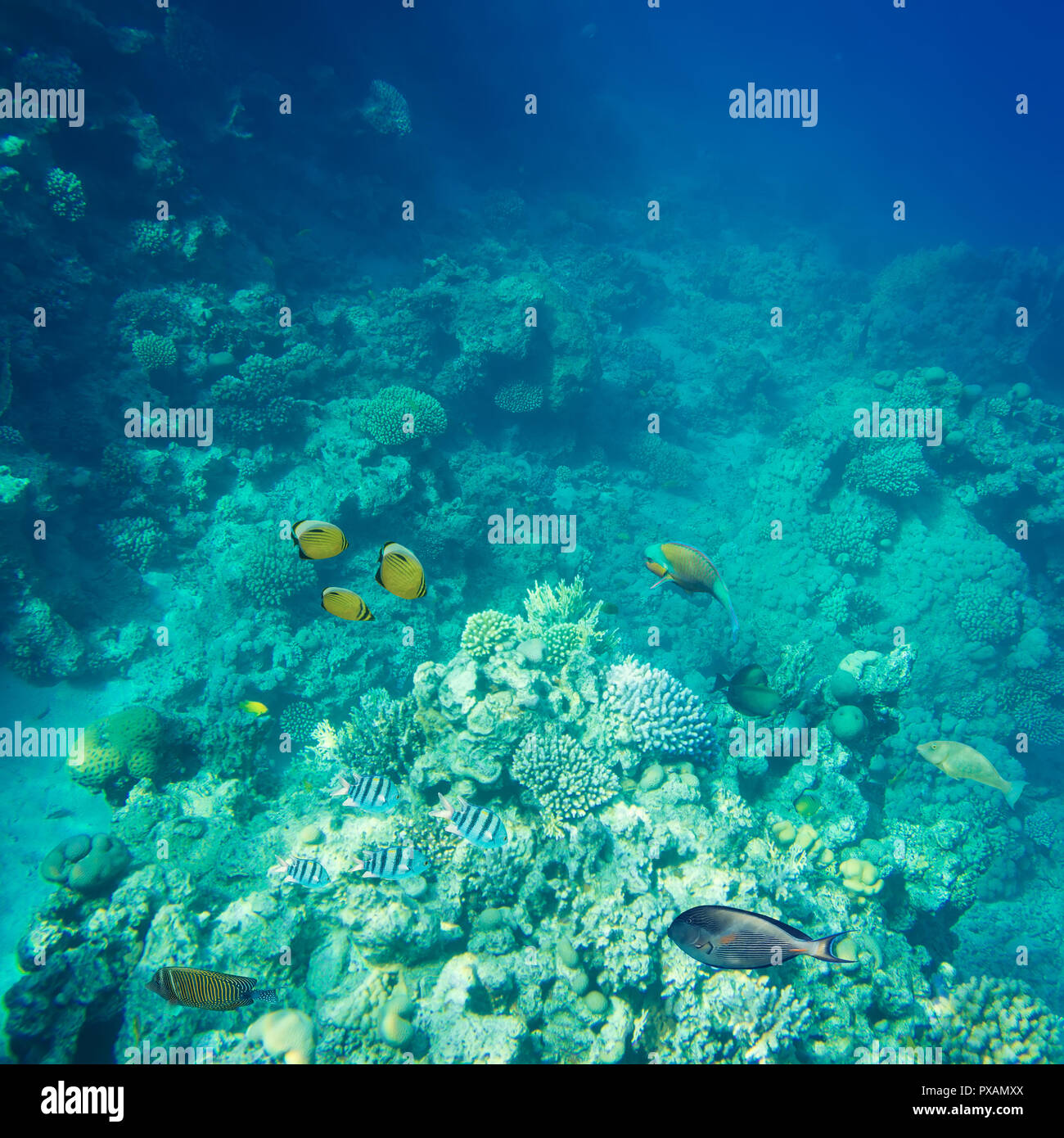 beautiful and diverse coral reef with fish of the red sea  Stock Photo