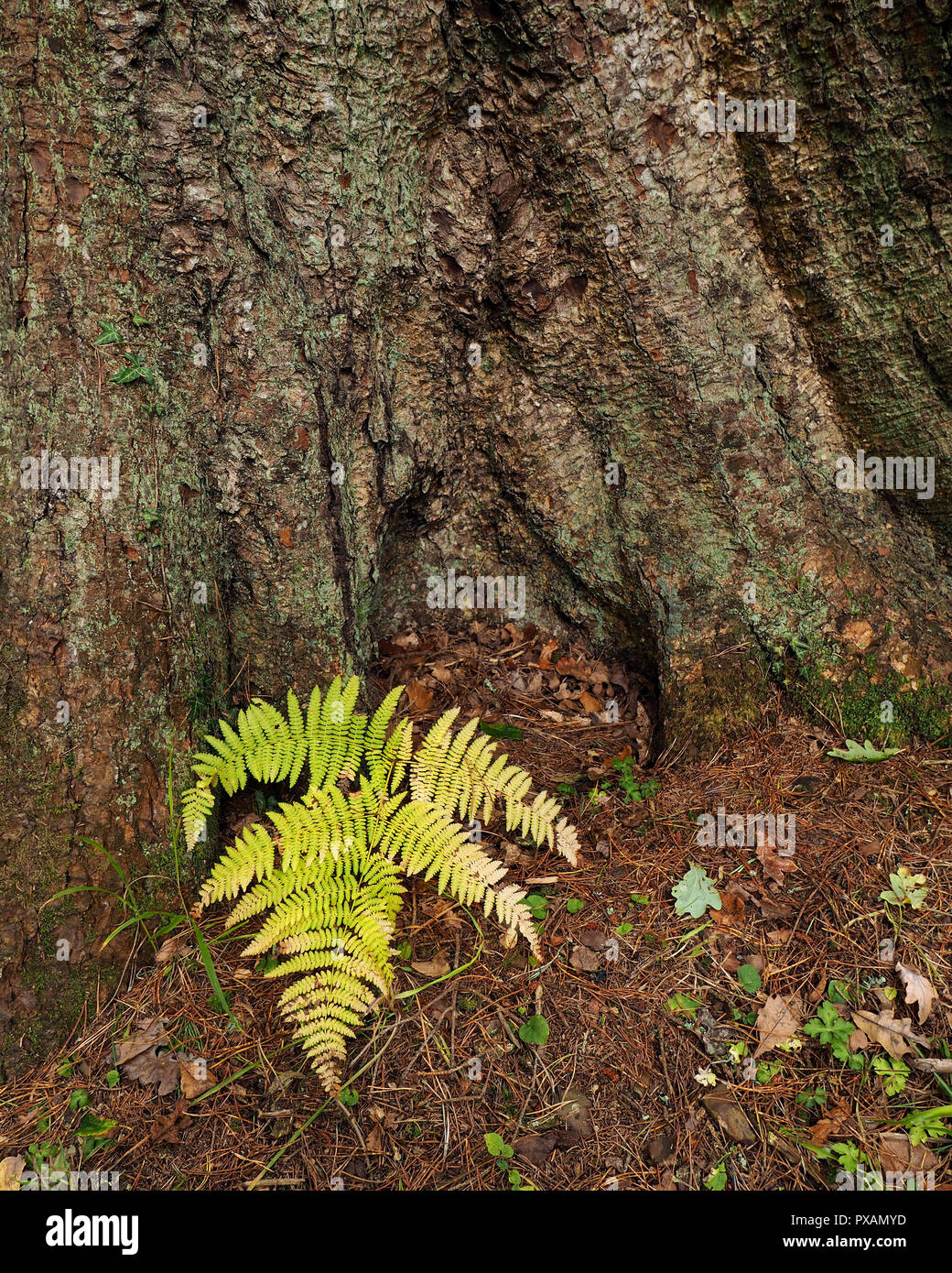 Fern growing at bottom of pine tree at Glengarra Woods, Tipperary, Ireland Stock Photo