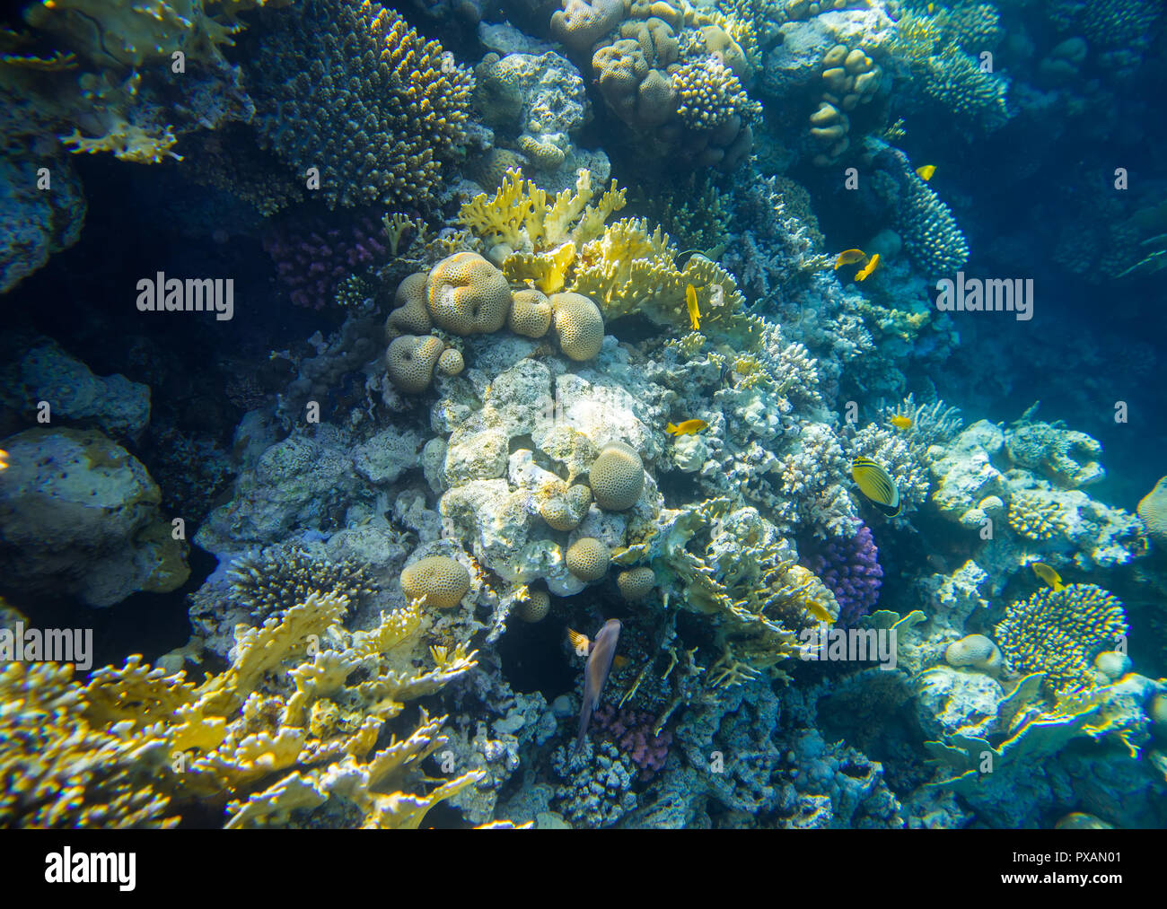 beautiful and diverse coral reef with fish of the red sea Stock Photo ...