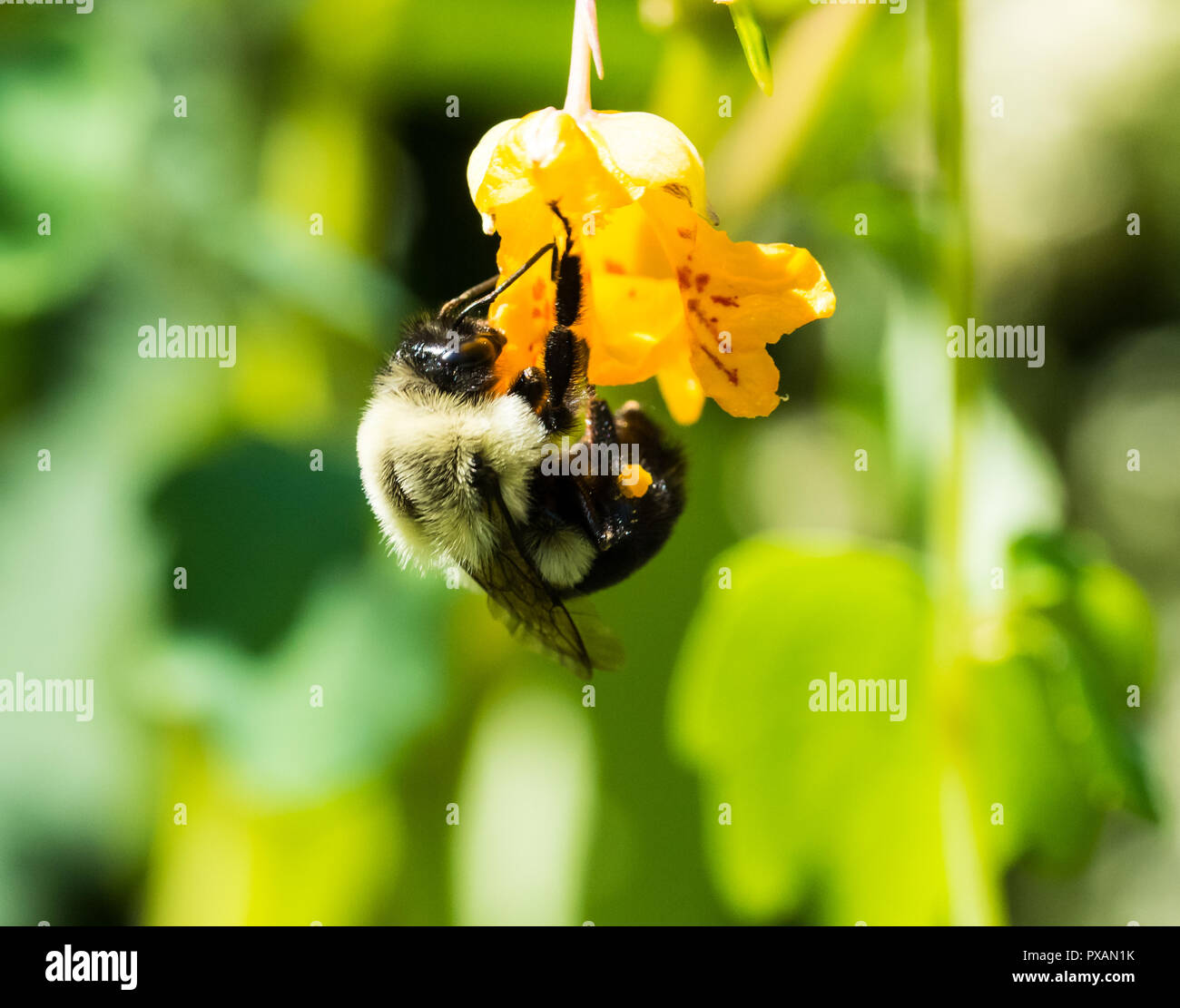 Bumblebee pollen baskets hires stock photography and images Alamy