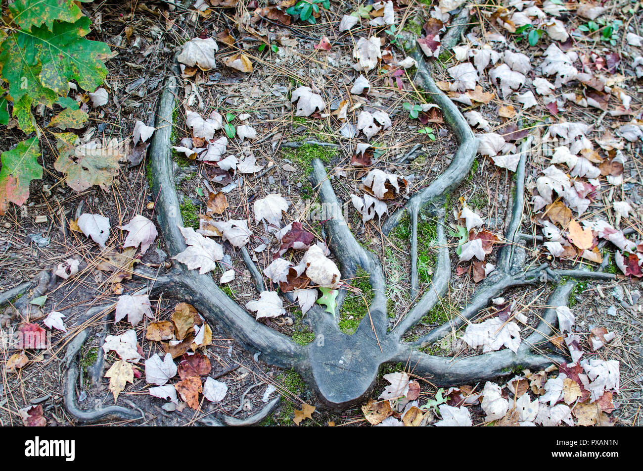 Banning State Park in Minnesota in Sandstone MN, near the Kettle River in the fall season. Deer antlers on the ground Stock Photo