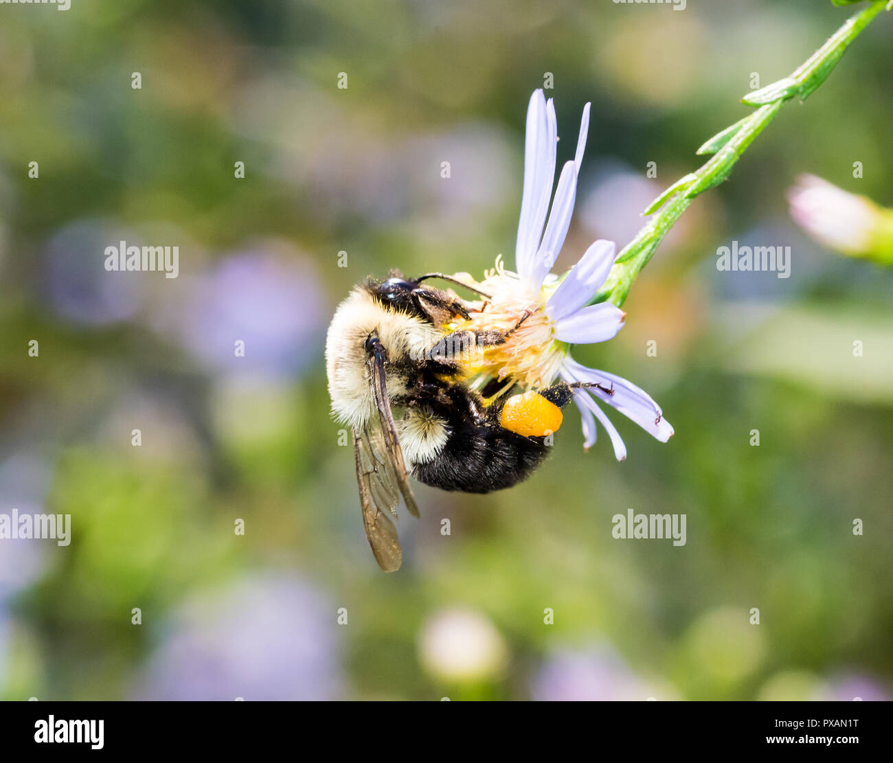 Bumblebee pollen baskets hires stock photography and images Alamy