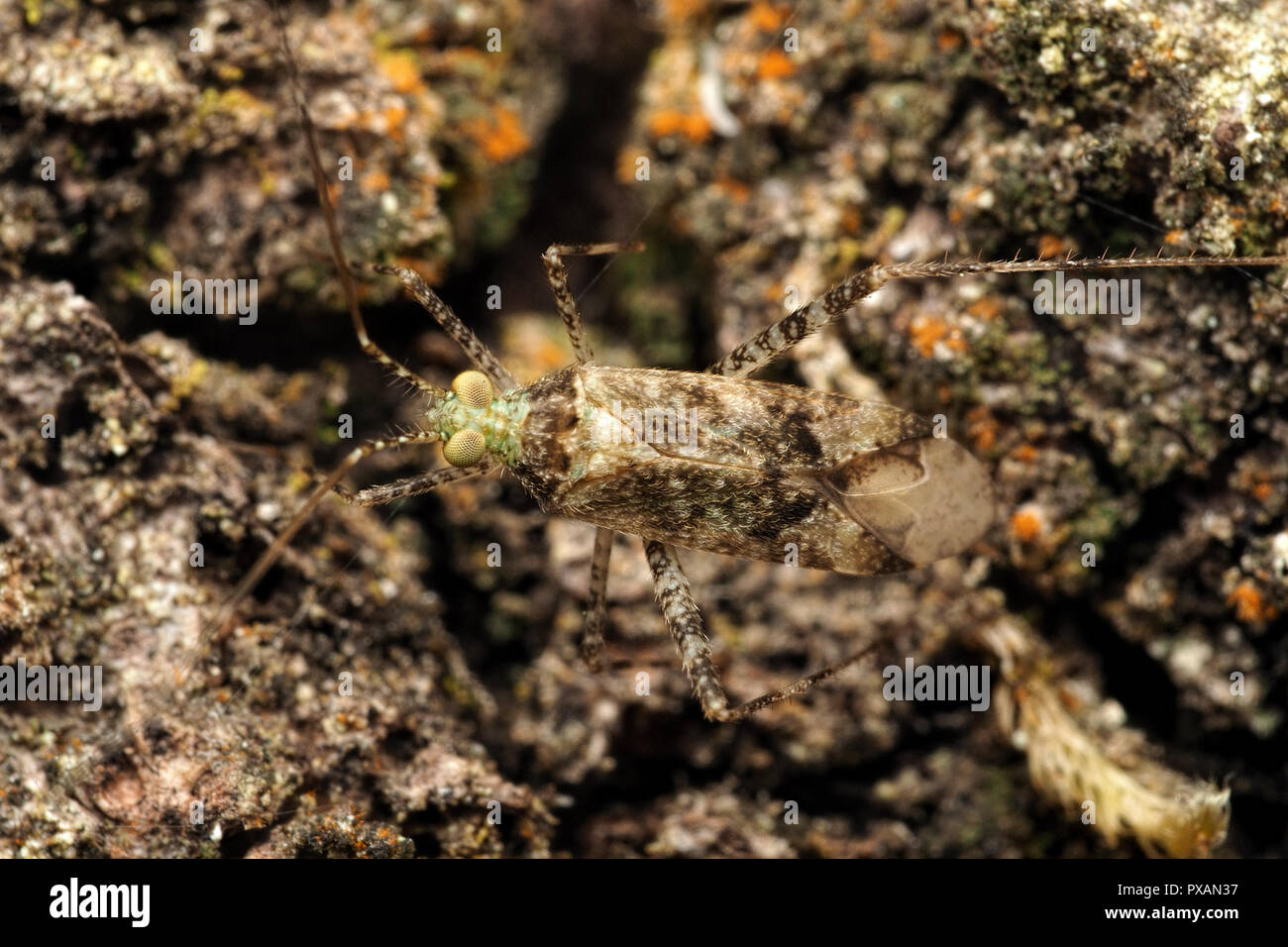 Phytocoris longipennis mirid bug well camouflaged on the ground ...