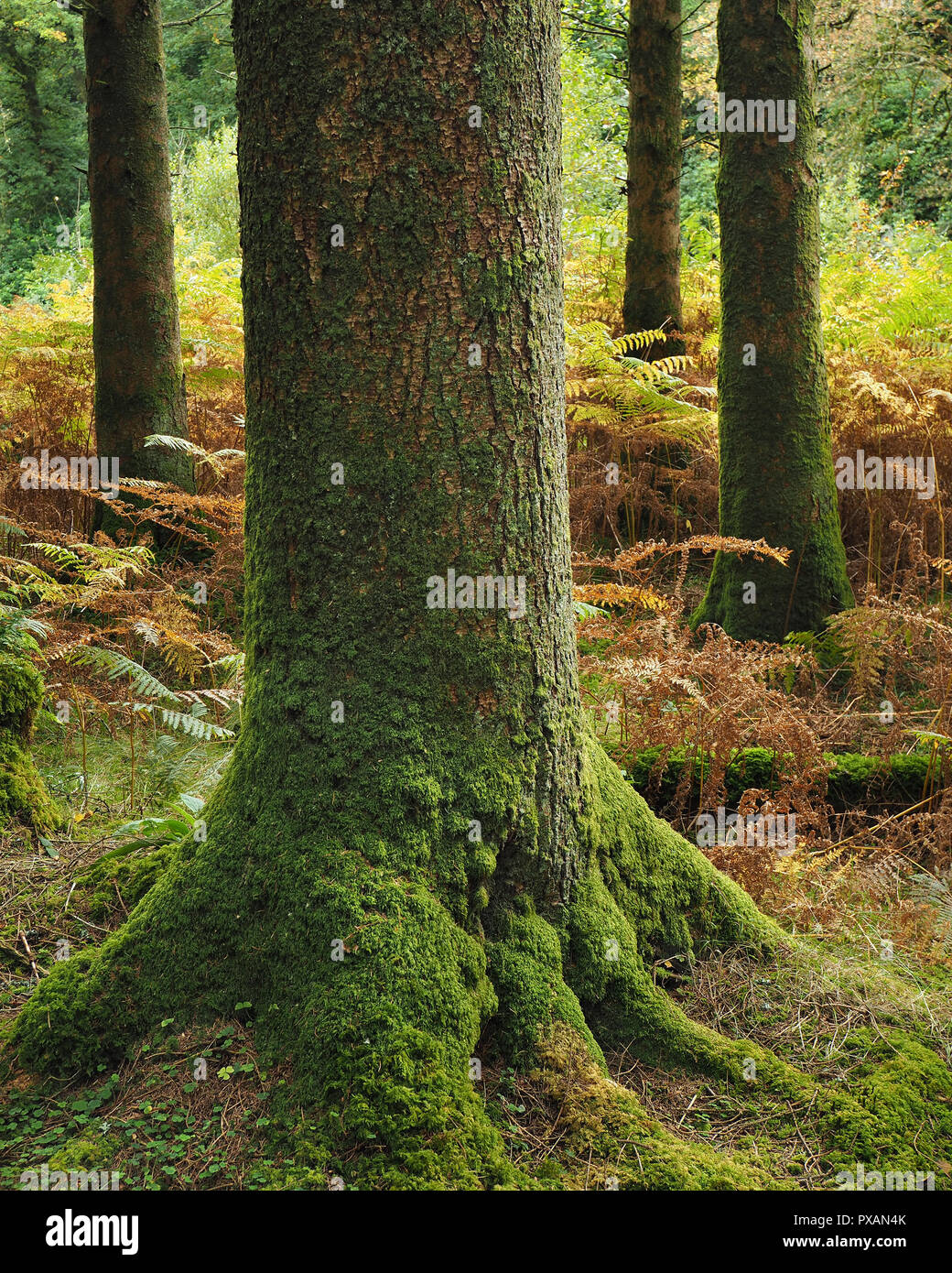 Pine tree with moss close up at Glengarra Woods, Tipperary, Ireland Stock Photo