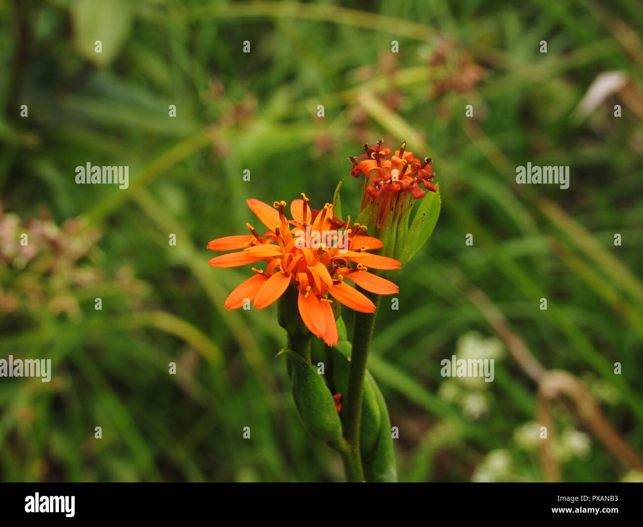 Vegetação de altitude hi-res stock photography and images - Alamy