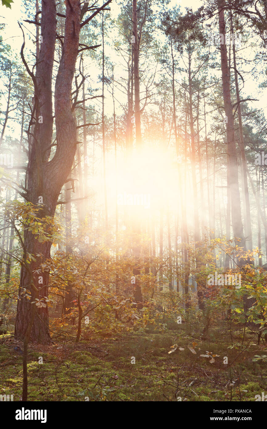 foggy forest in the morning Stock Photo - Alamy