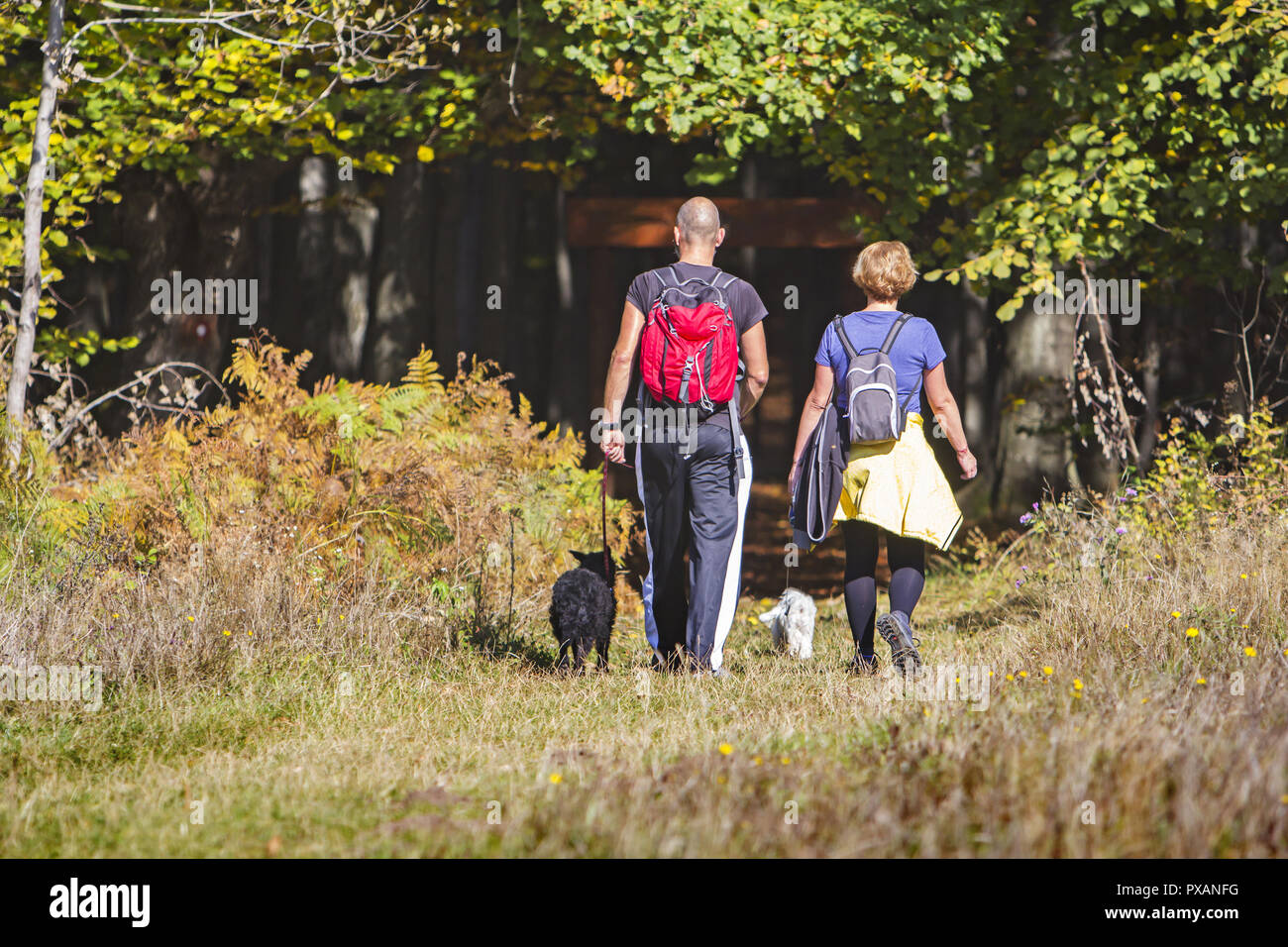 Young couple are hiking through the forest with their pet dogs Stock ...