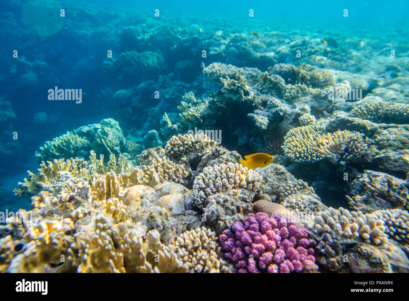 coral reef with fishes  Stock Photo