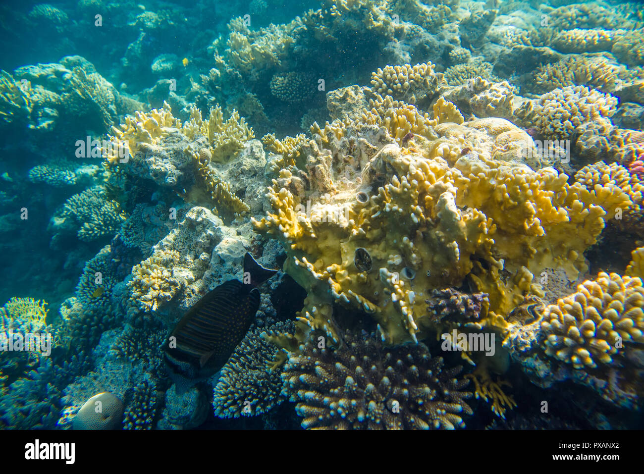 coral reef with fishes  Stock Photo