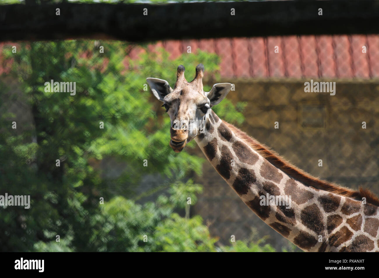 Northern giraffe - Giraffa camelopardalis at Budapest Zoo, Hungary Stock Photo