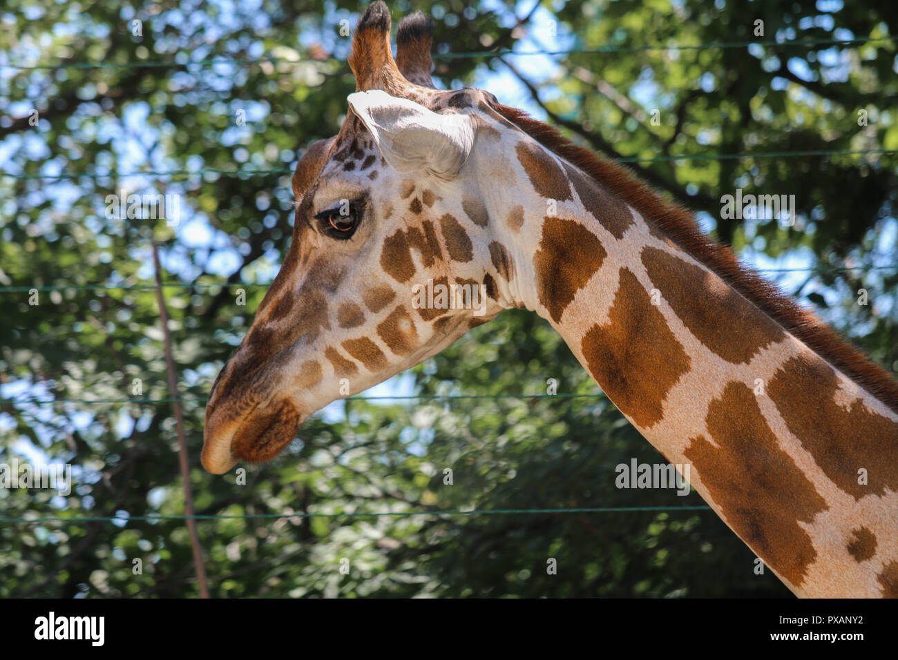 Giraffe nose hi-res stock photography and images - Alamy