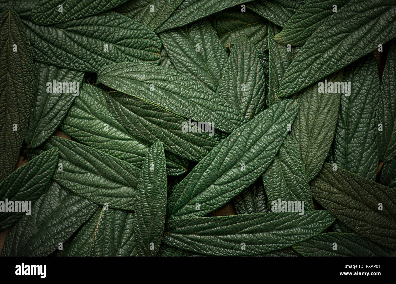 green leaves background Stock Photo