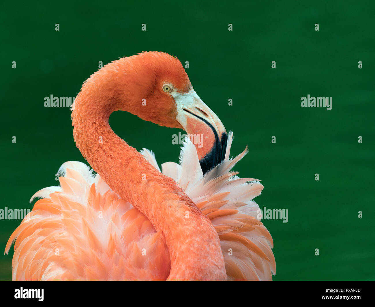 American Flamingos Phoenicopterus ruber preening feathers Captive photograph Stock Photo