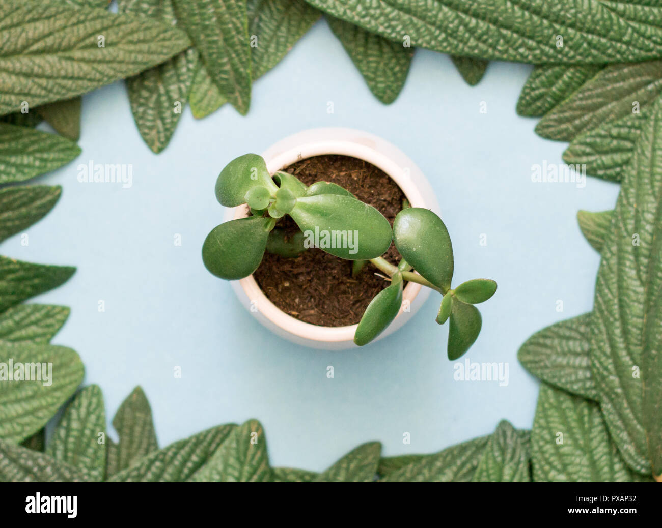 succulent in flower pot top view Stock Photo