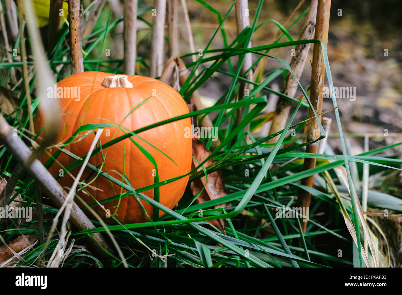 orange pumpkin in the grass on the river Bank in the reeds. Halloween. Stock Photo