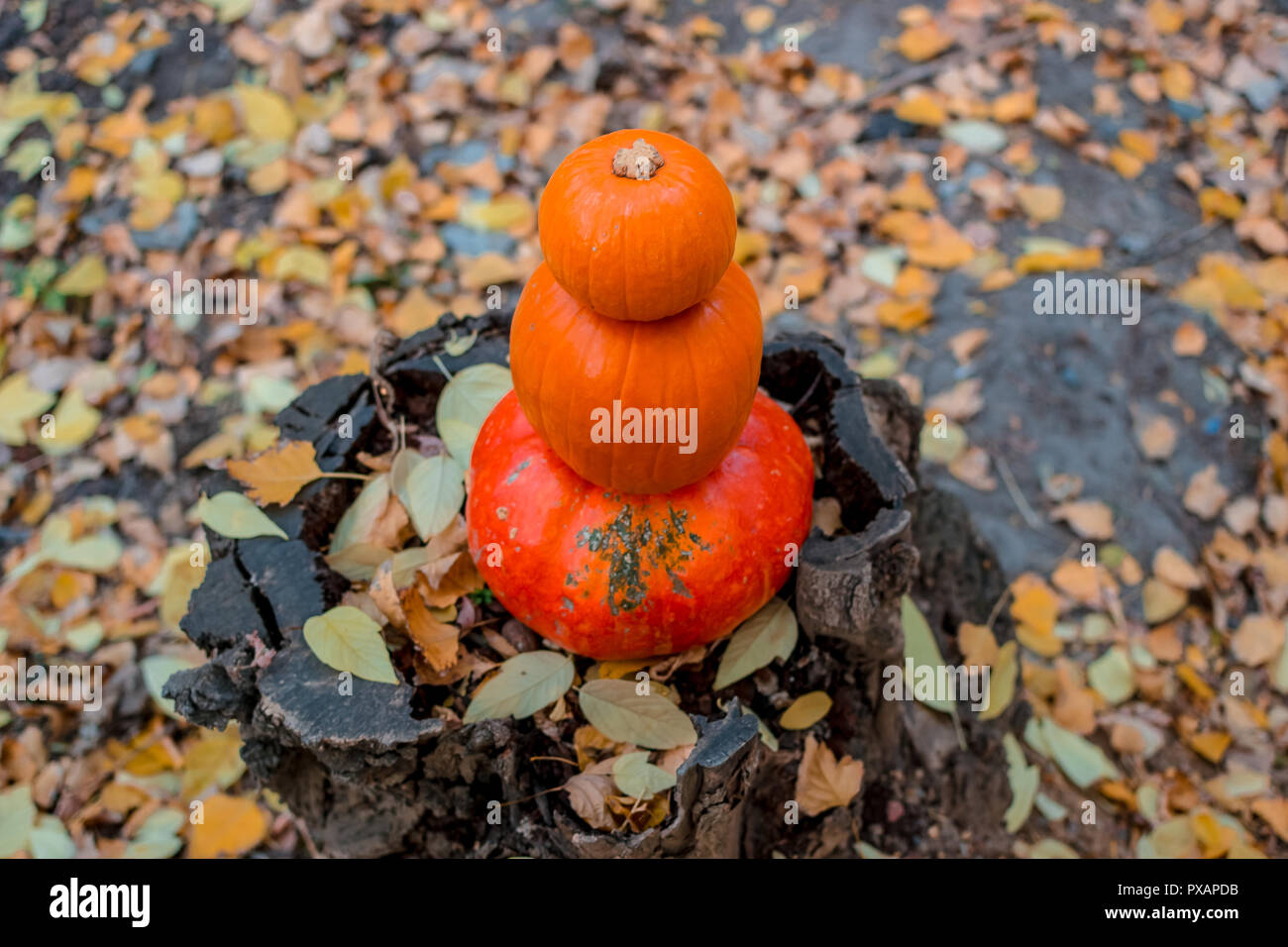 three orange pumpkins lie in the autumn forest on a wooden snag stump Stock Photo Alamy