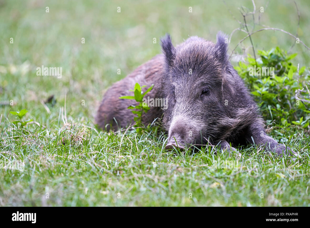 Wild Boar resting on grass Junges Wildschwein liegt im Gras Stock Photo