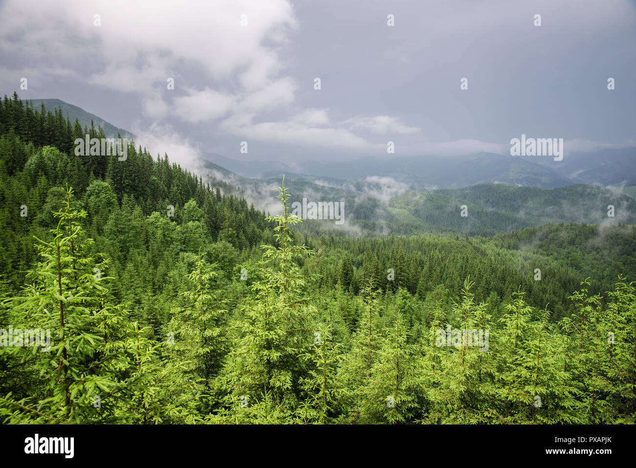 andscape in the Carpathian mountains Stock Photo