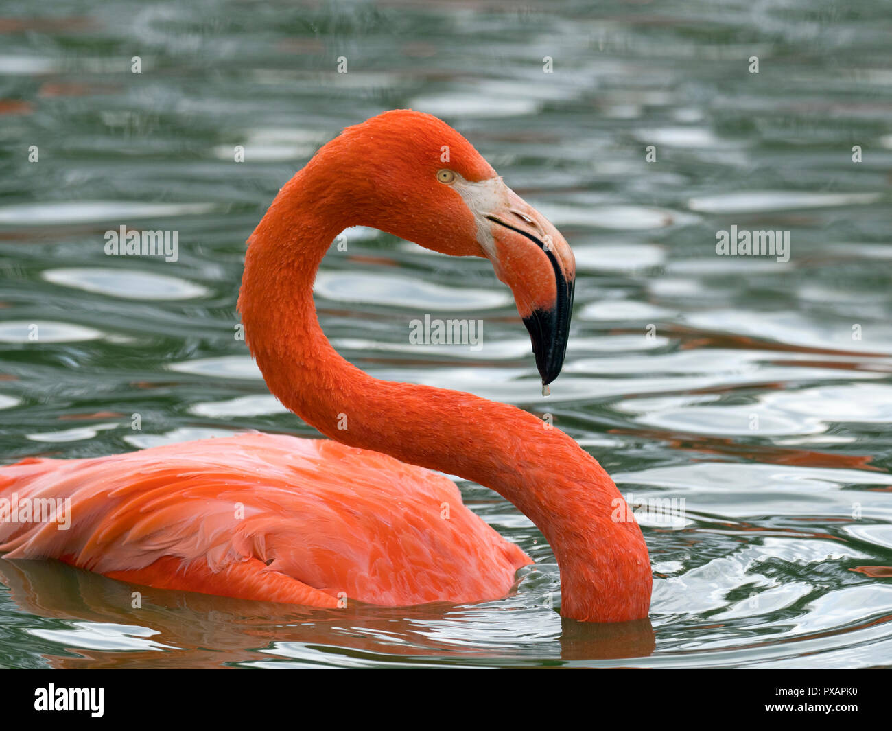 American Flamingos Phoenicopterus ruber bathing Captive photograph Stock Photo