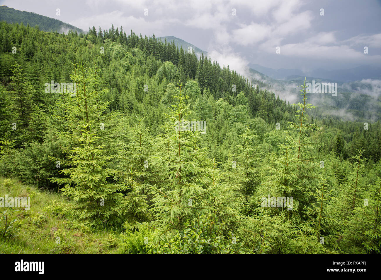 andscape in the Carpathian mountains Stock Photo