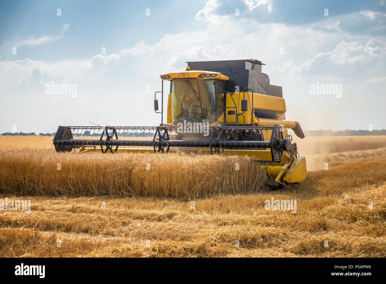 Harvester removes wheat  Stock Photo