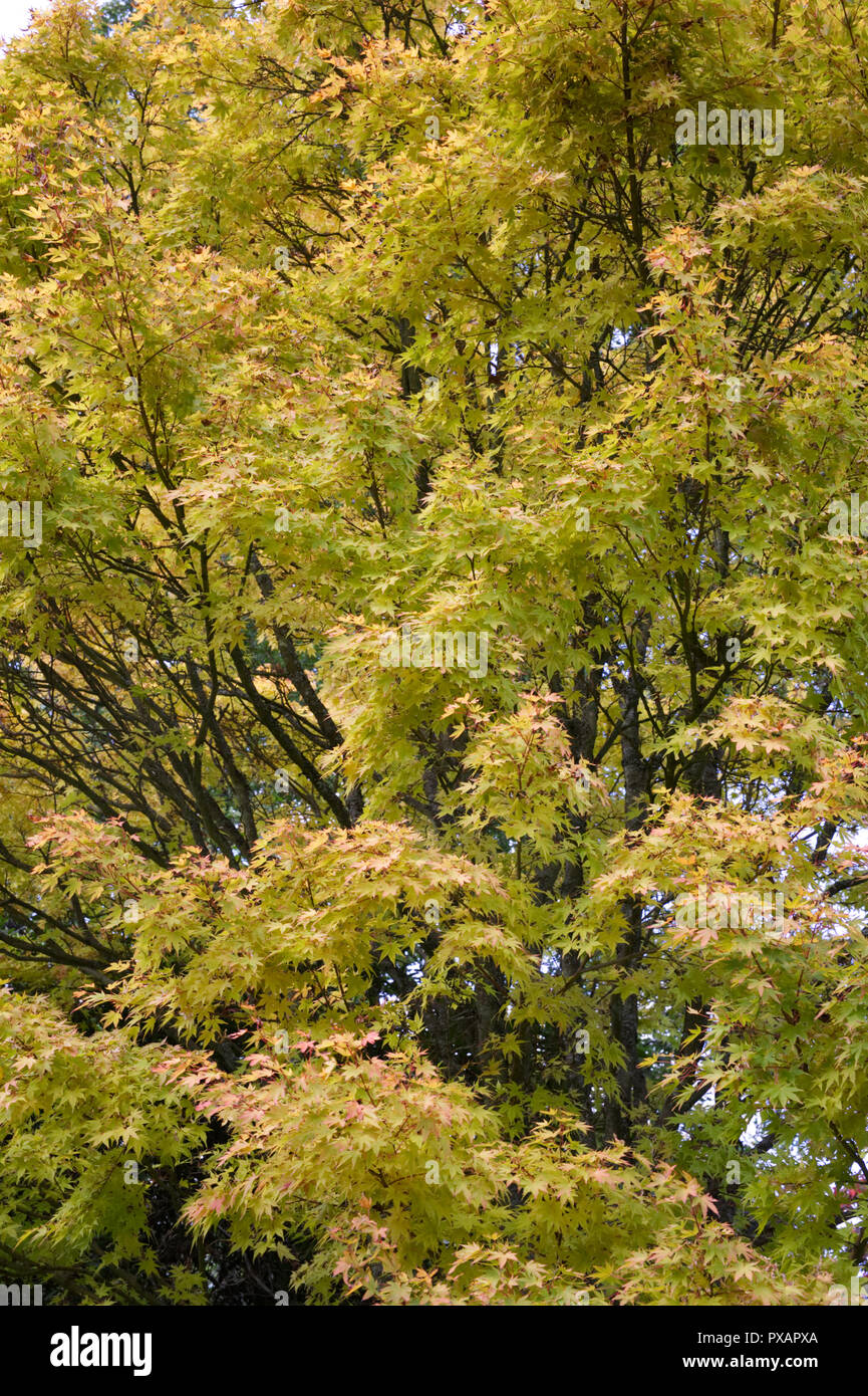 Acer palmatum 'Sango-kaku'. Coral bark maple. Stock Photo
