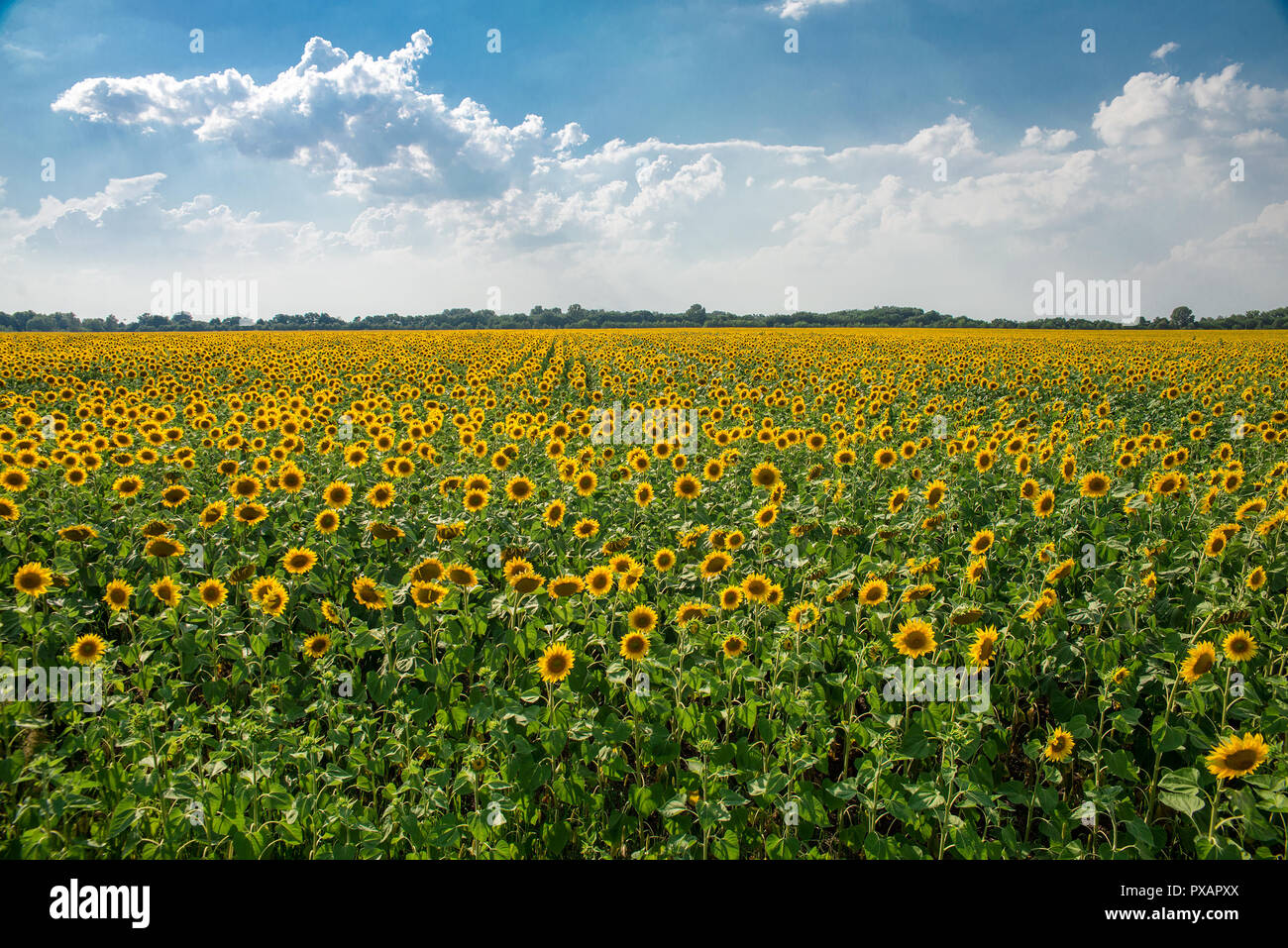 beautiful field of sunflowers Stock Photo