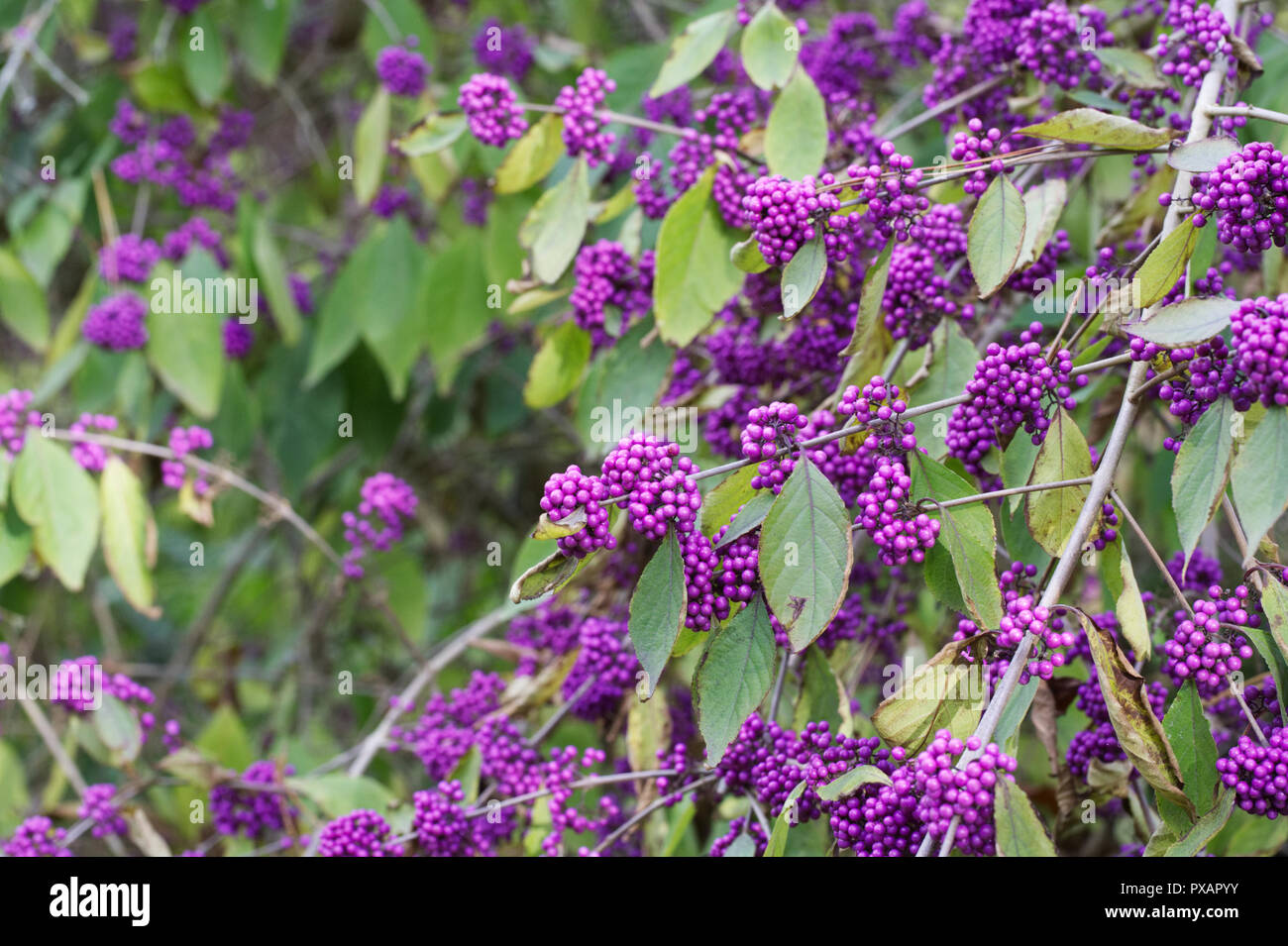 Callicarpa bodinieri var. giraldii 'Profusion' berries in Autumn. Stock Photo