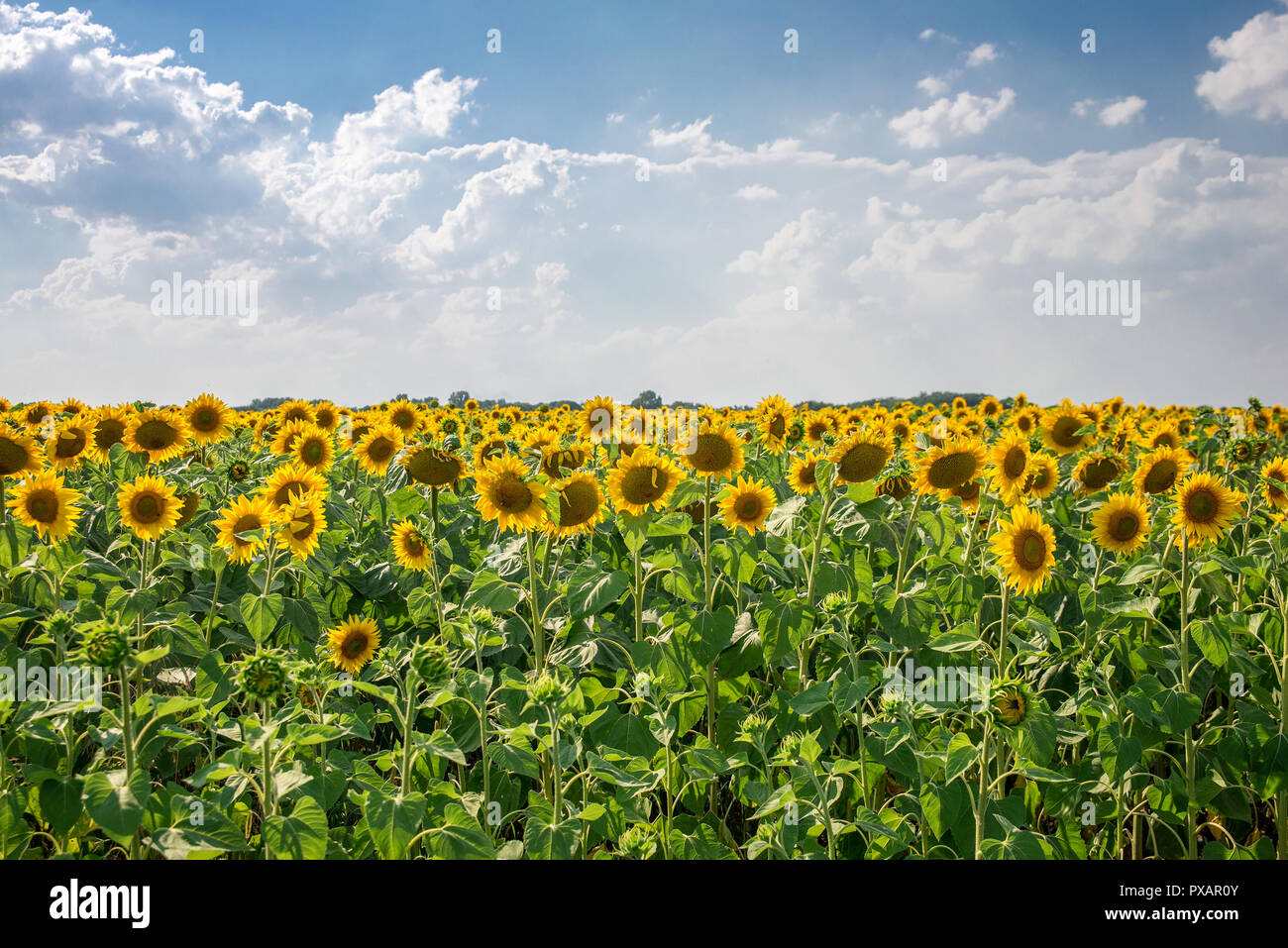 beautiful field of sunflowers Stock Photo - Alamy