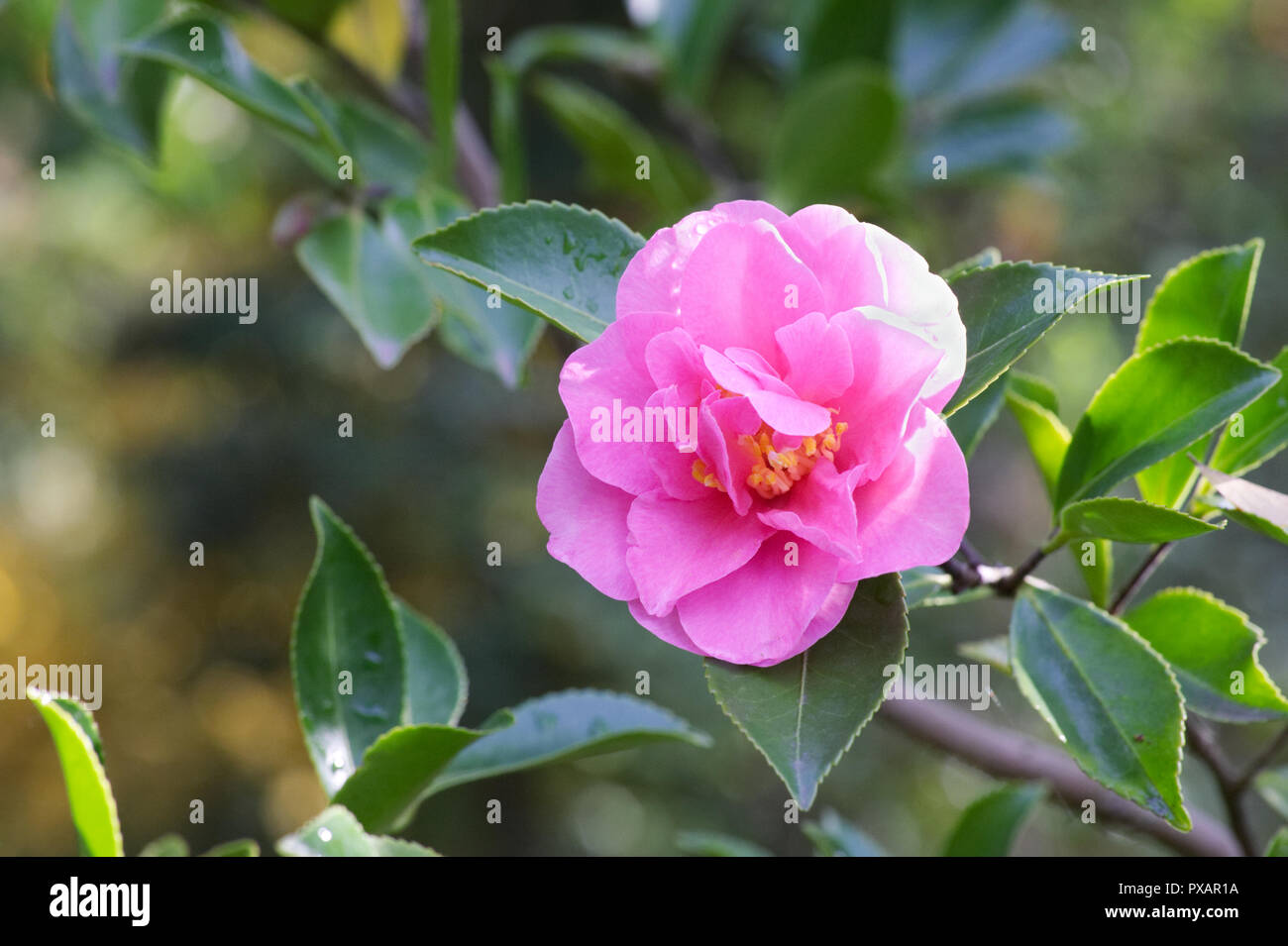 Camellia hiemalis 'Showa-no-sakae' flower. Stock Photo