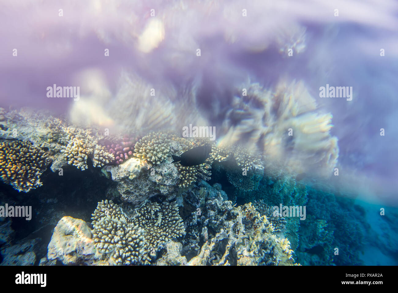 fish and coral underwater  Stock Photo