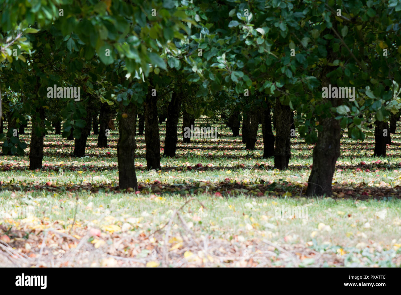 Cider Apple Orchard early morning with sun and shade patterning Stock Photo