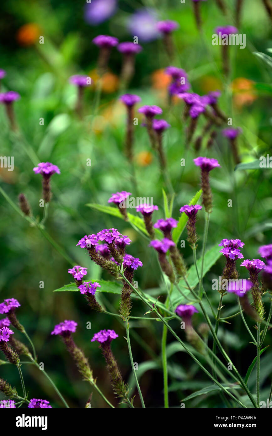 verbena venosa, verbena rigida, purple,flower,flowers,flowering,summer,perennial ,RM Floral Stock Photo