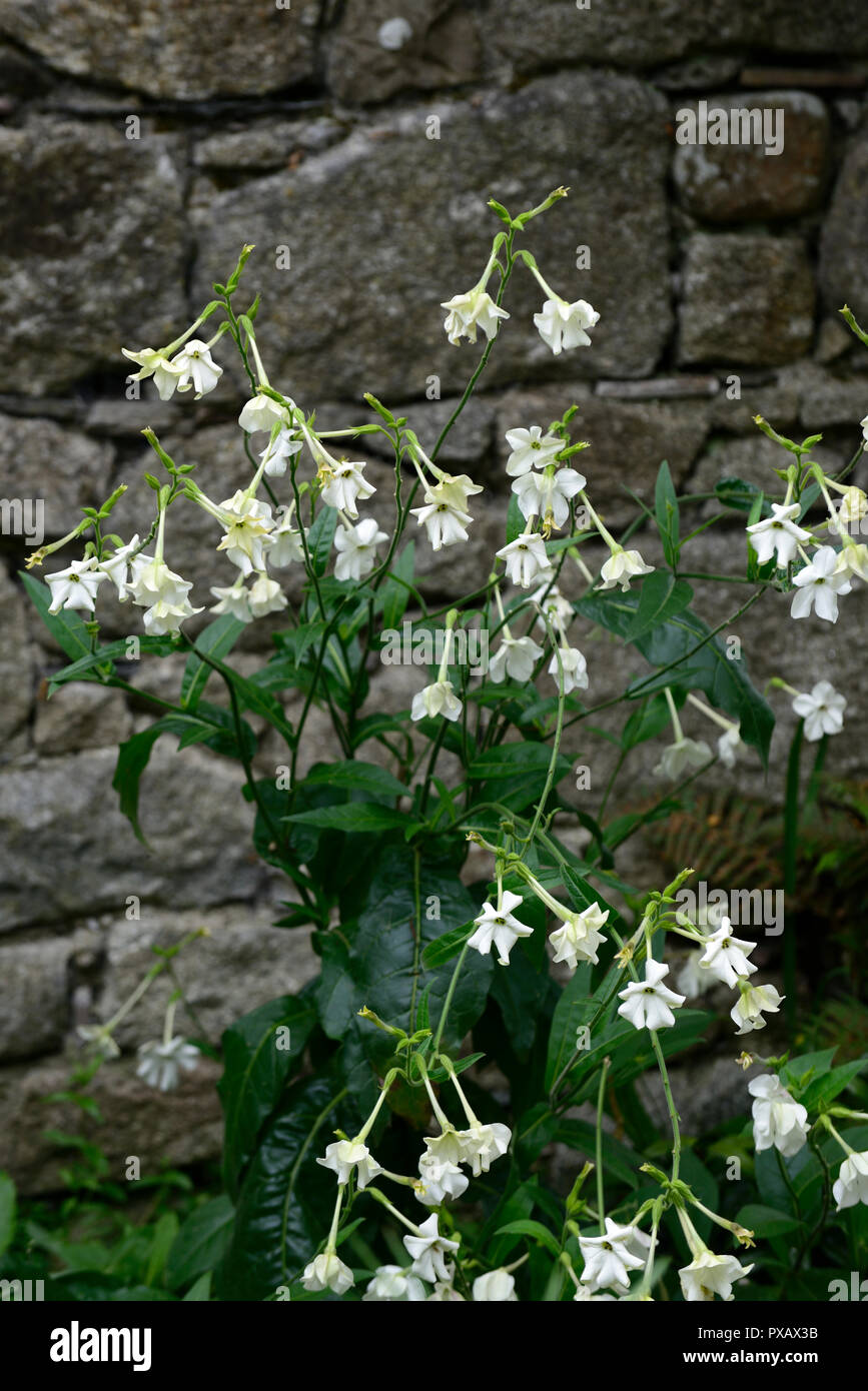 Nicotiana x sanderae Fragrant Cloud,white,flower,flowers,scent,scented,annual,annuals,RM floral Stock Photo