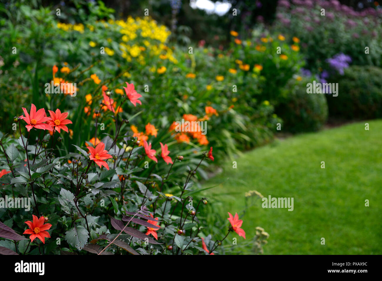 dahlia,orange,single,flower,,flowers,dahlias,RM Floral Stock Photo