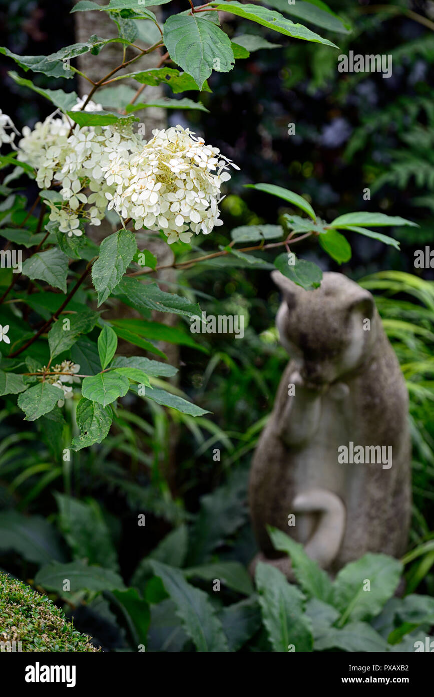 hydrangea paniculata,white,flower,inflorescence,Cat,statue,ornament ...
